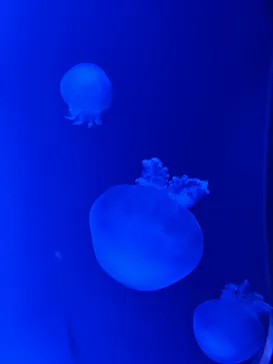 すみだ水族館に投稿された画像（2024/7/12）