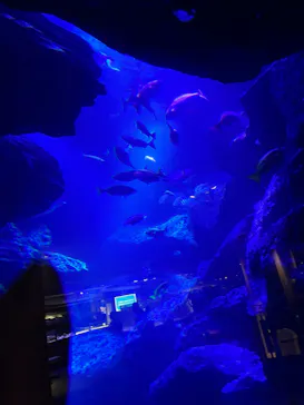 すみだ水族館に投稿された画像（2024/7/12）