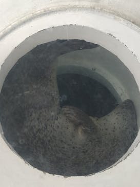 しながわ水族館に投稿された画像（2024/7/12）