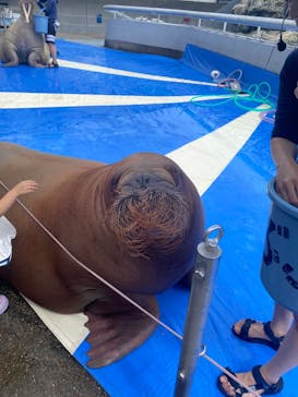 大分マリーンパレス水族館 「うみたまご」に投稿された画像（2024/7/12）