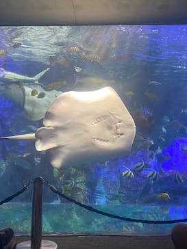 大分マリーンパレス水族館 「うみたまご」に投稿された画像（2024/7/12）