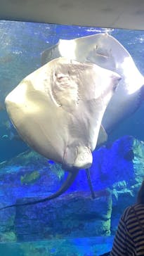 大分マリーンパレス水族館 「うみたまご」に投稿された画像（2024/7/12）