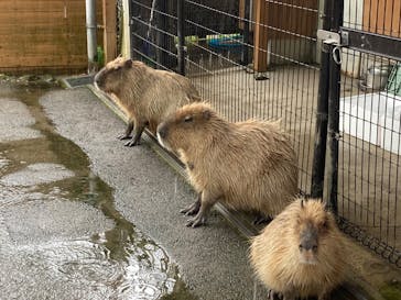 那須どうぶつ王国に投稿された画像（2024/7/12）