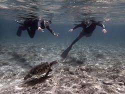 屋久島自然案内に投稿された画像（2024/7/12）