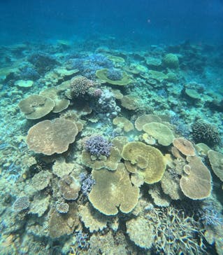 西表島 ADVENTURE PiPi（アドベンチャーピピ）に投稿された画像（2024/7/12）