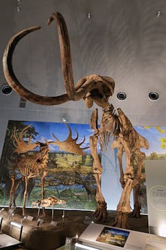 福井県立恐竜博物館に投稿された画像（2024/7/12）