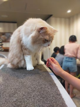 猫カフェモカ　立川店に投稿された画像（2024/7/12）