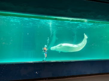 鴨川シーワールドに投稿された画像（2024/7/12）