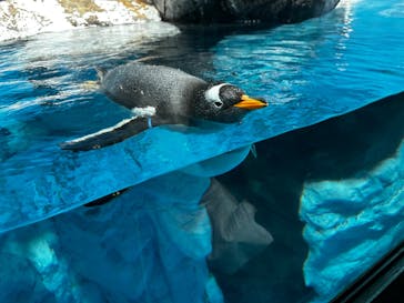 鴨川シーワールドに投稿された画像（2024/7/12）