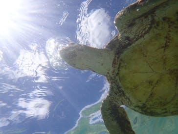 nico 宮古島に投稿された画像（2024/7/12）