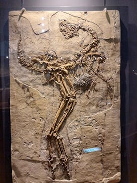 福井県立恐竜博物館に投稿された画像（2024/7/12）