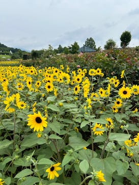 いばらきフラワーパークに投稿された画像（2024/7/12）