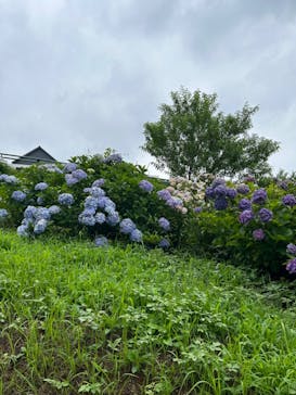 いばらきフラワーパークに投稿された画像（2024/7/12）