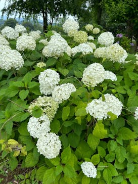 いばらきフラワーパークに投稿された画像（2024/7/12）