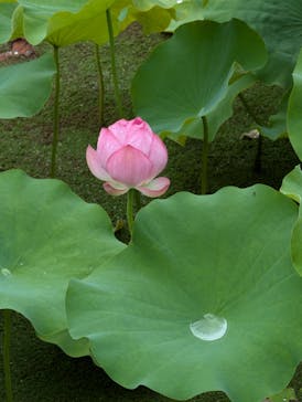 万博記念公園に投稿された画像（2024/7/12）