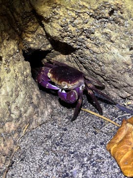 西表島 ADVENTURE PiPi（アドベンチャーピピ）に投稿された画像（2024/7/12）