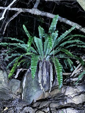 西表島 ADVENTURE PiPi（アドベンチャーピピ）に投稿された画像（2024/7/12）