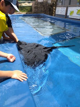 大分マリーンパレス水族館 「うみたまご」に投稿された画像（2024/7/9）