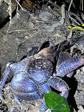 西表島 ADVENTURE PiPi（アドベンチャーピピ）に投稿された画像（2024/7/12）