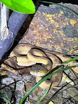 西表島 ADVENTURE PiPi（アドベンチャーピピ）に投稿された画像（2024/7/12）