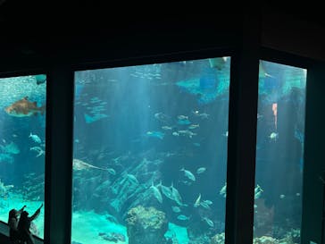 マリンワールド海の中道に投稿された画像（2024/7/13）