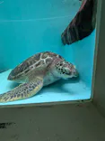 仙台うみの杜水族館に投稿された画像（2024/7/13）