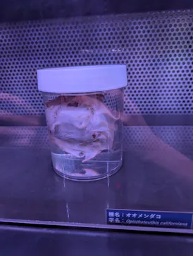仙台うみの杜水族館に投稿された画像（2024/7/13）