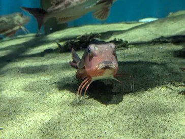 仙台うみの杜水族館に投稿された画像（2024/7/13）