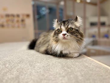 猫カフェモカ　イオンモール幕張新都心店に投稿された画像（2024/7/13）