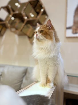 猫カフェモカ　イオンモール幕張新都心店に投稿された画像（2024/7/13）