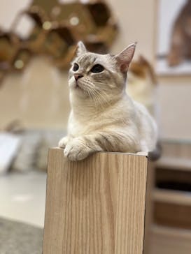 猫カフェモカ　イオンモール幕張新都心店に投稿された画像（2024/7/13）