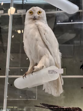 国立科学博物館に投稿された画像（2024/7/13）