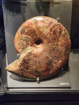 国立科学博物館に投稿された画像（2024/7/13）