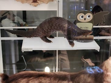 国立科学博物館に投稿された画像（2024/7/13）