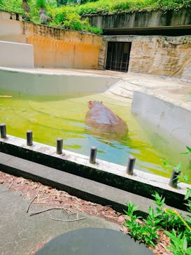 恩賜上野動物園に投稿された画像（2024/7/13）