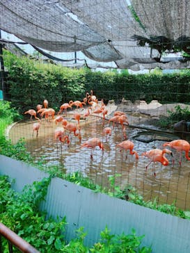 恩賜上野動物園に投稿された画像（2024/7/13）
