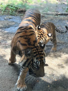 恩賜上野動物園に投稿された画像（2024/7/13）