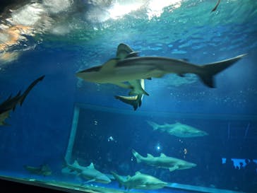アクアワールド茨城県大洗水族館に投稿された画像（2024/7/13）
