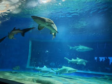 アクアワールド茨城県大洗水族館に投稿された画像（2024/7/13）