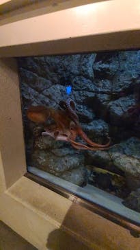 しながわ水族館に投稿された画像（2024/7/13）