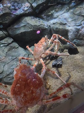 しながわ水族館に投稿された画像（2024/7/13）