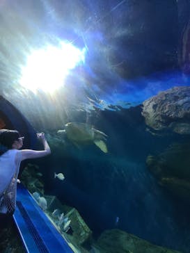 しながわ水族館に投稿された画像（2024/7/13）