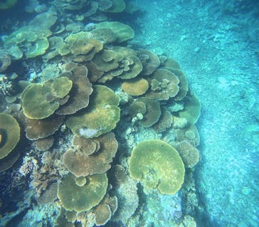 西表島 ADVENTURE PiPi（アドベンチャーピピ）に投稿された画像（2024/7/13）