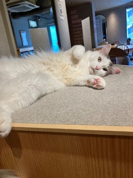 猫カフェモカ　神戸三宮店に投稿された画像（2024/7/13）