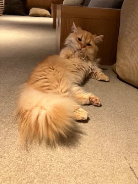 猫カフェモカ　神戸三宮店に投稿された画像（2024/7/13）