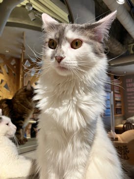 猫カフェモカ　神戸三宮店に投稿された画像（2024/7/13）