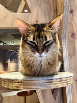 猫カフェモカ　神戸三宮店に投稿された画像（2024/7/13）