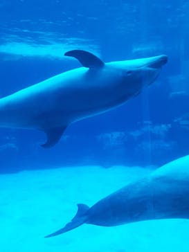 名古屋港水族館に投稿された画像（2024/7/13）