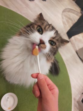 猫カフェモカ　アルシェ大宮店に投稿された画像（2024/7/13）