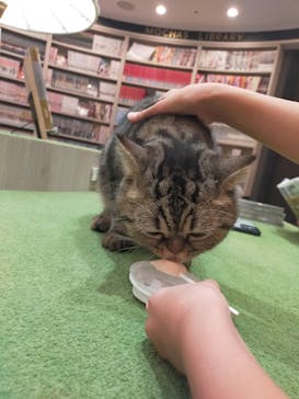 猫カフェモカ　アルシェ大宮店に投稿された画像（2024/7/13）